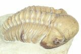 Kainops Trilobite - Black Cat Mountain, Oklahoma #362988-3